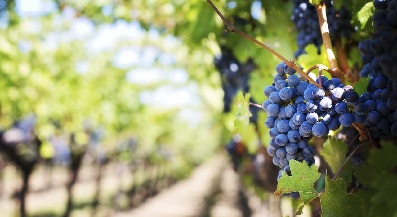 Wine varieties of grapes and what is needed to grow them