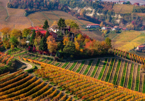 Grape Varieties Grown in Northern Vineyards