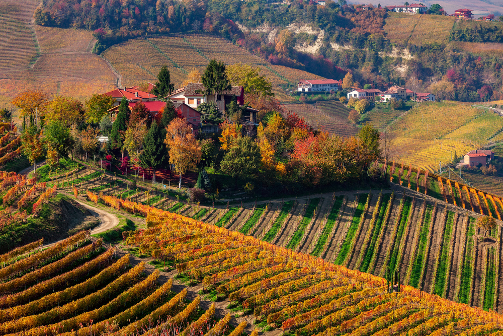 Grape Varieties Grown in Northern Vineyards